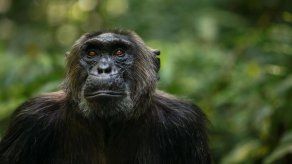 Chimpancés y bonobos se cruzaron de forma similar a humanos y neandentales