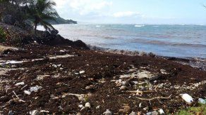 La marea marrón que inquieta en las Antillas