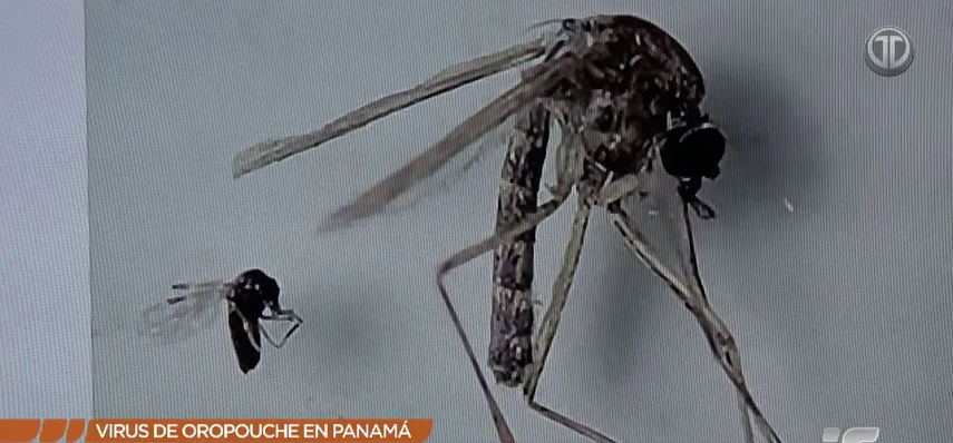 Panamá registra 10 casos de fiebre de Oropouche