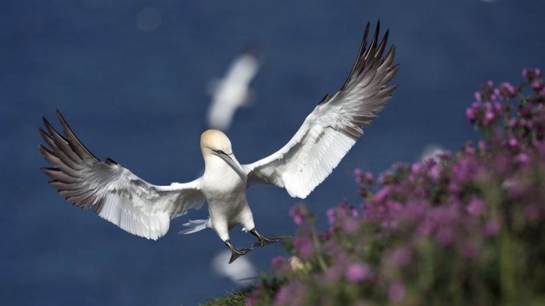 Los excrementos de aves marinas, vitales para el ciclo global de nutrientes