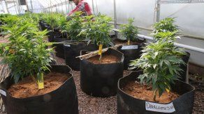 Despenalización de marihuana y economía centrarán el encuentro de Caricom