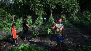 El Salvador: Niños cultivan huertos para sobrevivir a la pandemia