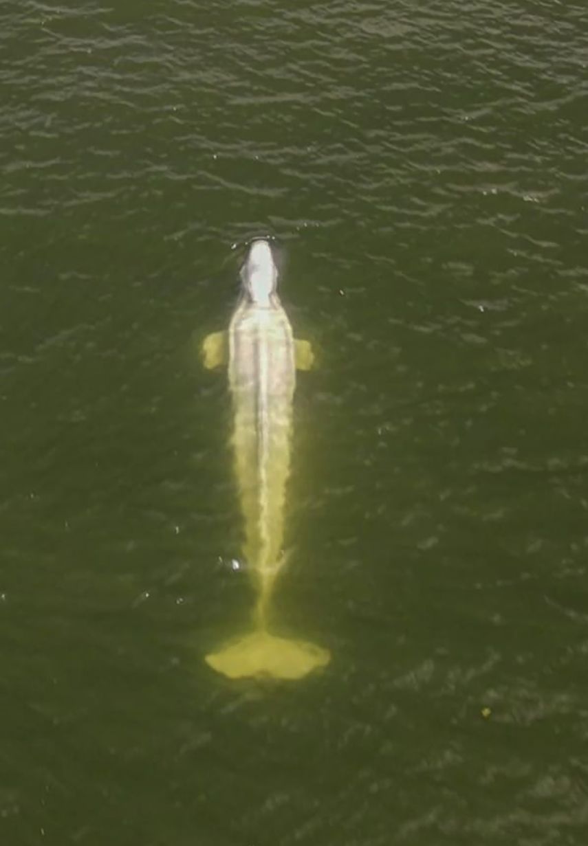 La beluga fue detectada en el río de Francia