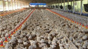 MIDA confirma presencia de influenza aviar de alta patoginad