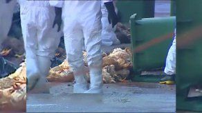 Gripe aviar: autoridades de Hong Kong sacrifican 15.000 pollos