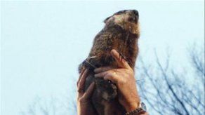 La marmota Phil predice seis semanas más de invierno