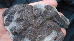 Hallan en Cuba un cangrejo fósil del Cretácico en excepcional estado