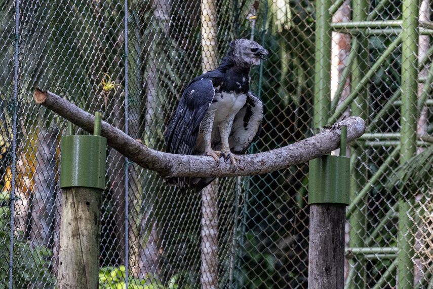 El águila harpía Panamá regresa a su recinto renovado en el Parque Summit