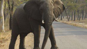 Por lo menos 55 elefantes mueren de hambre en Zimbabue