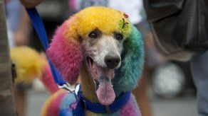 Perros desfilan en su carnaval en Río de Janeiro