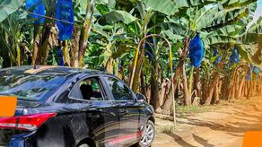 Empresa Chiquita Panamá informa que las operaciones en sus plantaciones continúan suspendidas