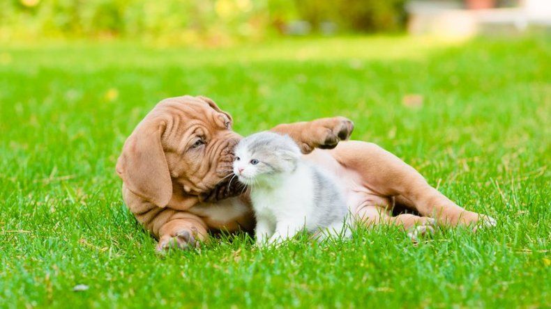Una ONG busca un hogar o padrinazgo para miles de perros y gatos