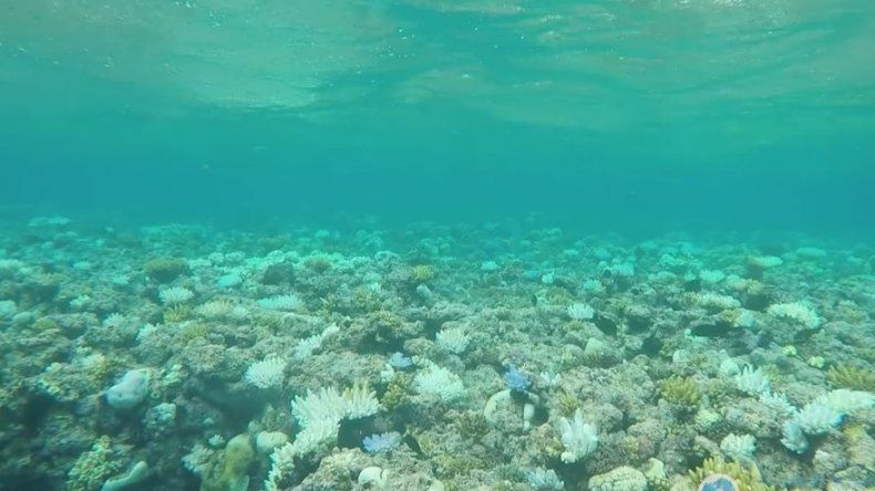 El 93 por ciento de la Gran Barrera ha sufrido blanqueo en los corales