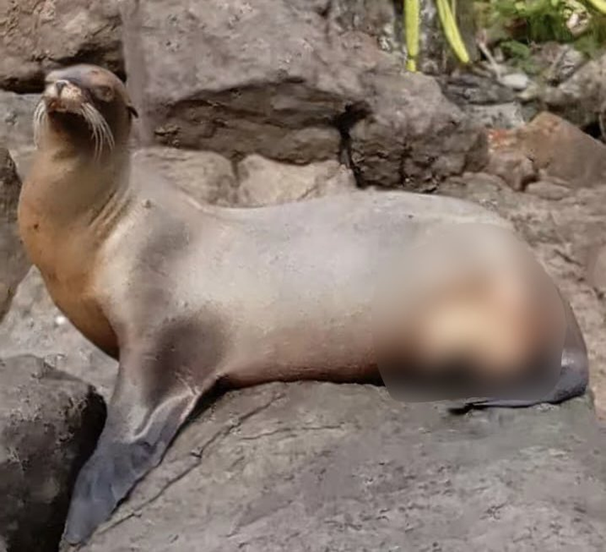 MiAmbiente detecta en Darién león marino.