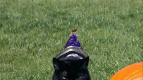 Francia retira collares antipulgas por sus riesgos sanitarios