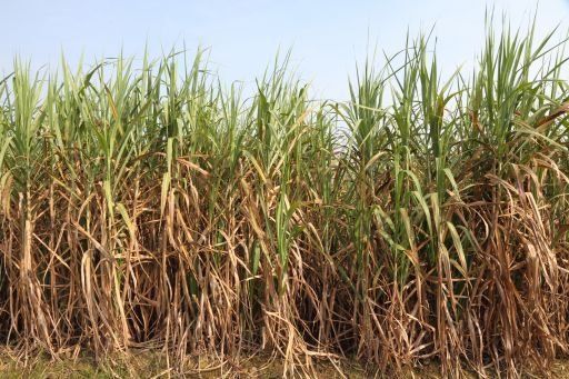 Surgen más empresas interesadas en producir etanol en Panamá