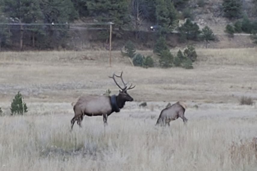 Un alce con una llanta alrededor de su cuello en Colorado. La primera vez que las autoridades lo vieron fue en el 2019.