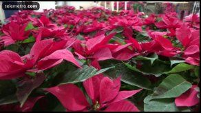 La flor de Nochebuena