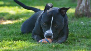 Cuatro consejos para evitar que tus mascotas se coman objetos indebidos