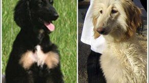 Laboratorio de EU clonará perro de rescate del 9/11