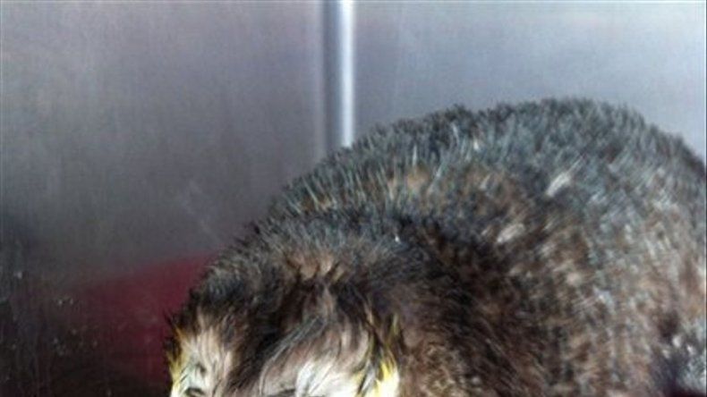 Hallan pingüino varado, a más de 1.600 km de casa