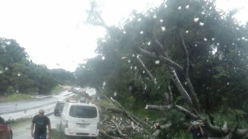 Árbol cae sobre un automóvil en San Carlos, Bomberos realizan remoción
