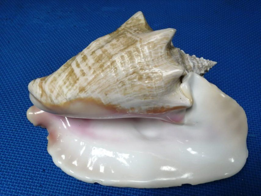 El incumplimiento de lo establecido sobre los caracoles marinos será sancionado