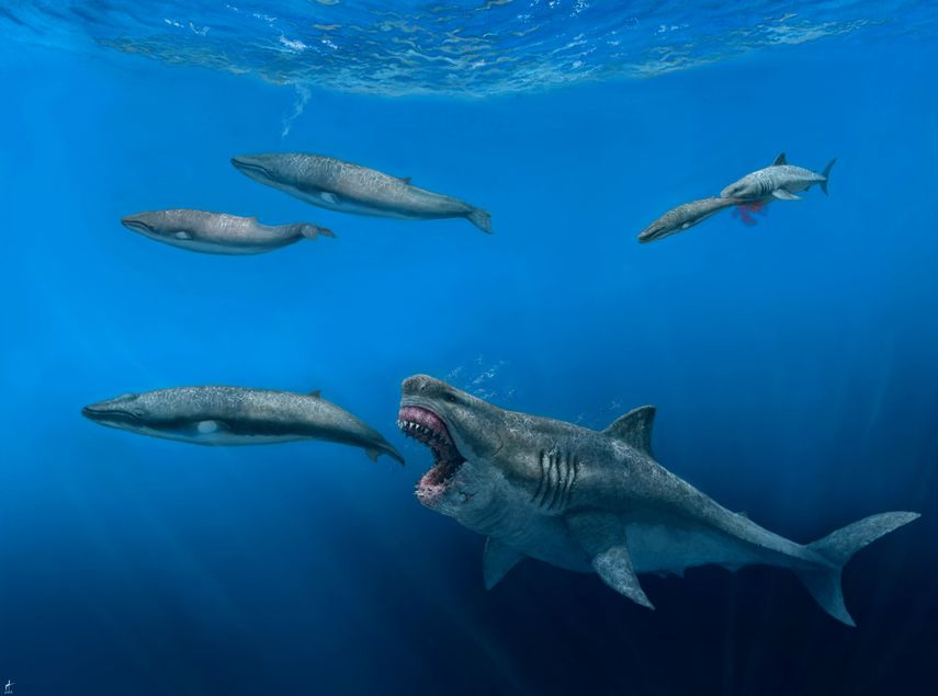 El megalodonte también era un gran nadado según los investigadores.