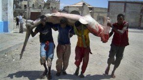 Votan a favor de regular comercio de tiburones