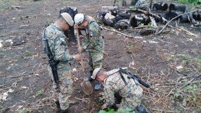 Narcotráfico acentúa deforestación en Darién