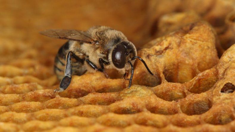 Estudio: Insecticida parece reducir esperma vivo de abejas