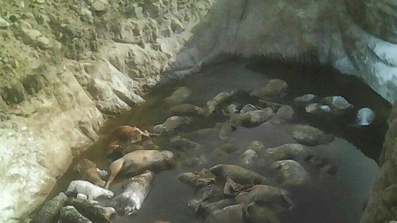 Autoridades mexicanas investigan hallazgo de 50 perros en fosa clandestina