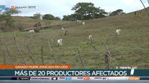 Productores agropecuarios en Panamá Oeste preocupados por la muerte del ganado