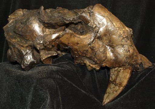 Descubren fósiles de tigre dientes de cimitarra