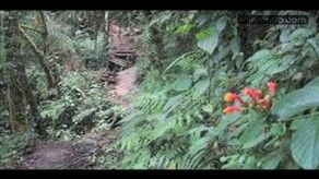 Rehabilitarán sendero Los Quetzales