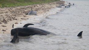 Decenas de ballenas encallan en playas de Florida