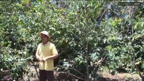 Un 70% de cultivos cafetaleros en Chiriquí fueron afectados por la roya