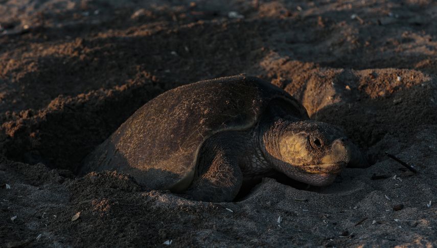Las tortugas paslama (Lepidochelys Olivacea) realizan arribadas masivas para desovar entre julio y enero en los refugios de vida silvestre de La Flor y de Chacocente