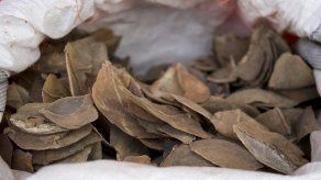 El pangolín está entre las especias en peligro y sus escamas son codiciadas para la medicina tradicional.