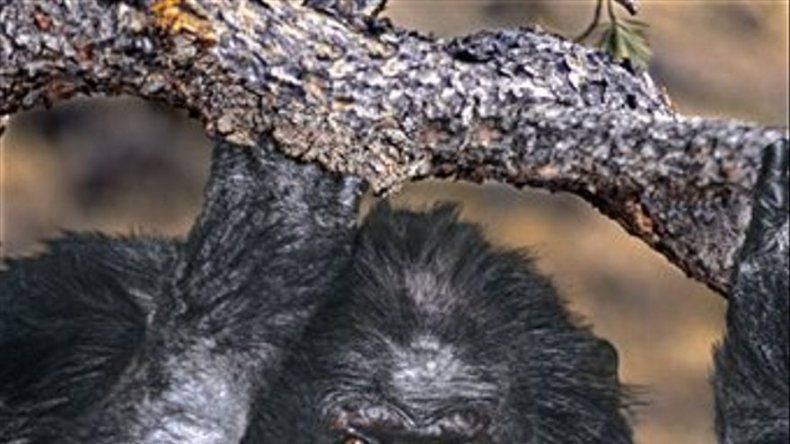 Booie, el chimpancé fumador, muere a los 44 años