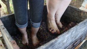 Jóvenes mexicanas exprimen la uva del vino con los pies como hace 300 años
