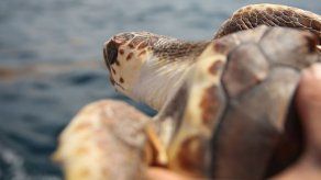 Se inicia en el noroeste de Florida temporada de desove de tortugas marinas