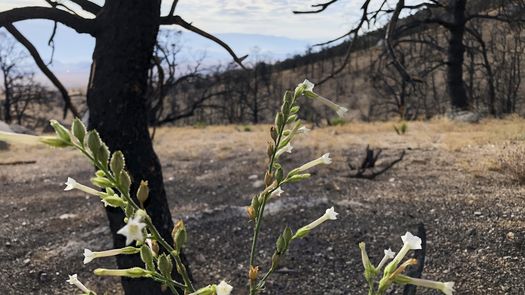 Brotes verdes de cola de caballo, finos como hilos, se abren paso en la tierra bajo las ramas desnudas de un árbol.&nbsp;