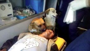 Dos perros auxilian a su dueño herido y lo acompañan hasta hospital en Perú