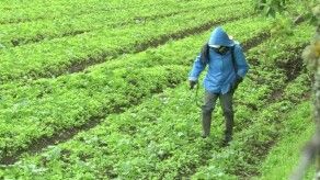 Conoce que efectos tienen los agroquímicos en nuestros alimentos