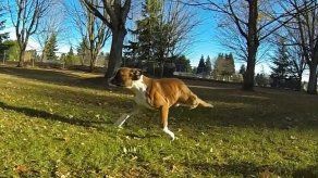 Perro con sólo dos patas es capaz de correr