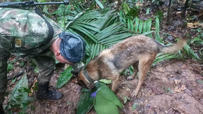 Niños perdidos en selva colombiana: Abuelo de confía en su nieta&nbsp;