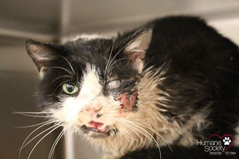 El gato zombie: minino vuelve a casa tras ser enterrado por error