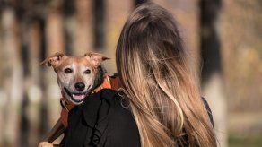 Mascotas: Tipos de enfermedades que comparten con los humanos