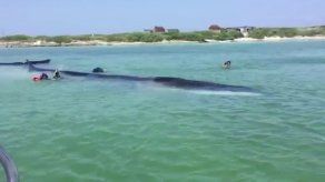Rescatan con éxito una ballena varada en una isla del Caribe mexicano